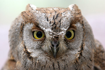 Image showing owl