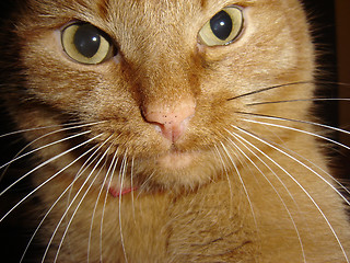 Image showing Ginger cat