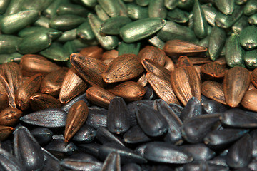 Image showing sunflower seeds 