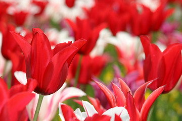 Image showing tulips 