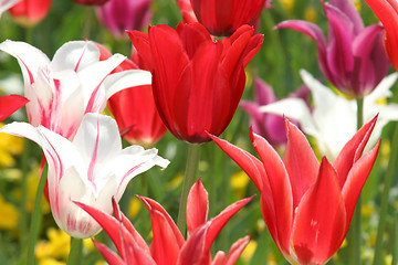 Image showing tulips 