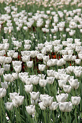 Image showing white tulips