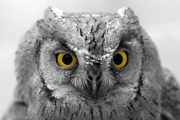 Image showing owl