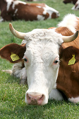 Image showing cow 