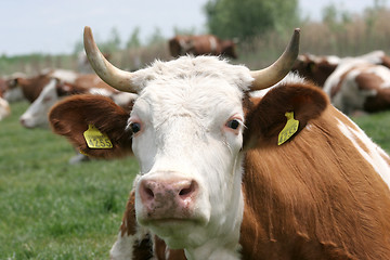 Image showing cow 