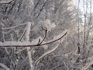 Image showing Snow branch