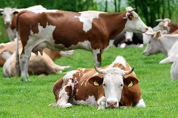 Image showing cows 