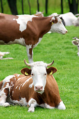 Image showing cows 