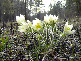 Image showing Spring flower