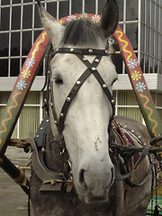 Image showing Harnessed horse