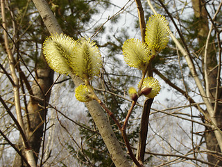 Image showing Pussy-Willow