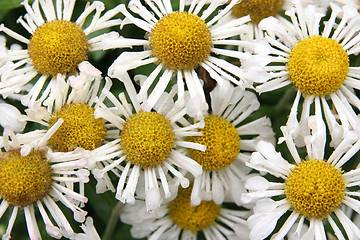 Image showing chamomile 