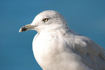 Image showing seagull 