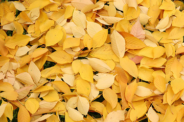 Image showing autumn leaves 