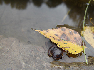 Image showing   Water tiger