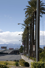 Image showing Road with Palm Trees and Light Posts in Las Vegas