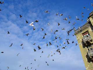 Image showing Flying Pigeons
