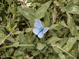 Image showing Butterfly