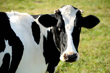 Image showing close-up view of horned cow