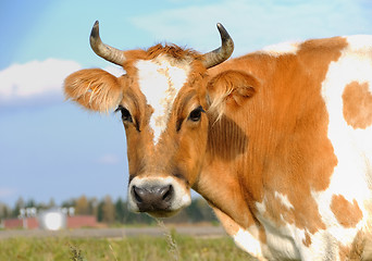 Image showing young horned cow on the grassland