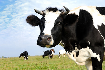 Image showing milch cow on green grass pasture