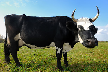 Image showing black milch cow on green grass pasture