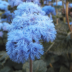 Image showing Flower