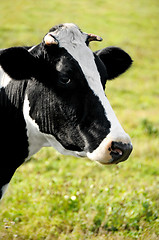 Image showing head of a horned cow over pasture