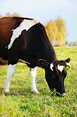 Image showing cow grazing on green pasture