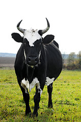 Image showing horned cow on green pasture