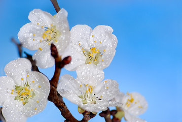 Image showing Flowering of an apricot