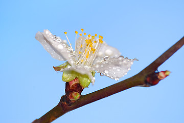 Image showing Flowering of an apricot