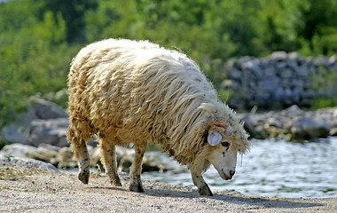 Image showing sheep drinking water from lake