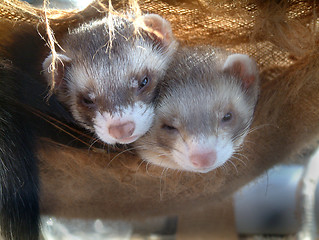 Image showing Happy Ferrets