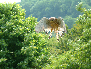 Image showing Hovering Hawk