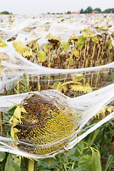 Image showing sunflowers