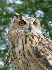 Image showing Wise Owl