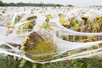 Image showing sunflowers