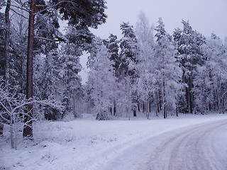 Image showing Snowcovered Swedish forest by road side