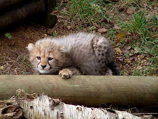 Image showing Stalking Cheetah