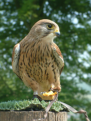 Image showing Hawk