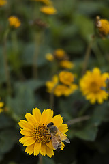 Image showing Honey Maker