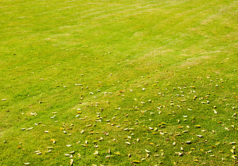 Image showing green grass