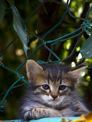 Image showing Young Cat