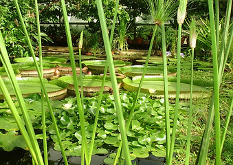 Image showing watery plants