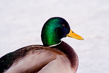 Image showing male mallard