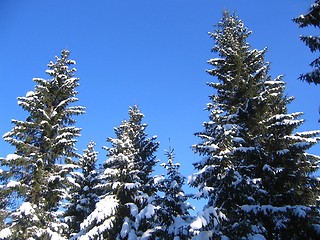 Image showing Treetops with snow