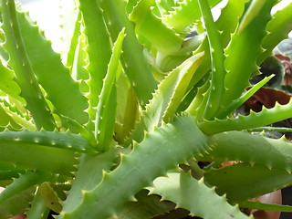 Image showing Aloe