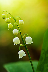 Image showing Lily of the valley