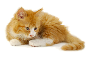 Image showing Kitten